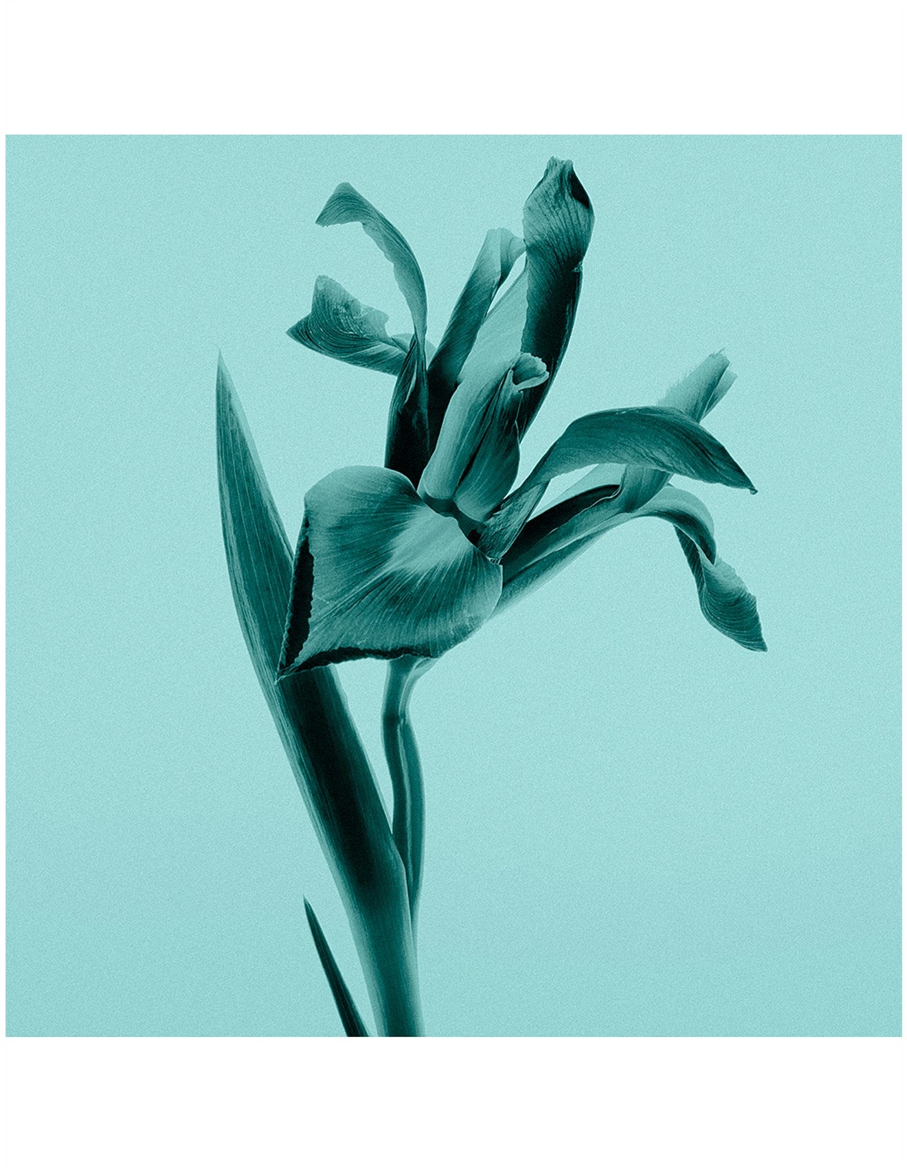 TIFFANY & CO. SHEER EAU DE TOILETTE 30ML