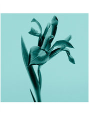 TIFFANY & CO. SHEER EAU DE TOILETTE 30ML