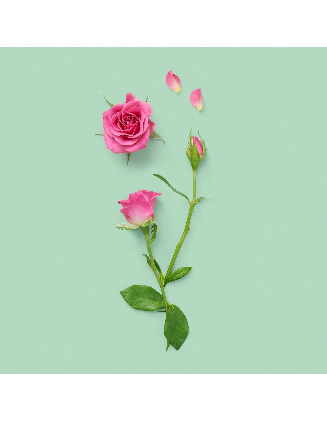 A FORGOTTEN ROSE PERFUMED OIL 20ML