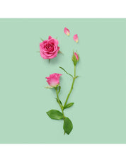 A FORGOTTEN ROSE PERFUMED OIL 20ML