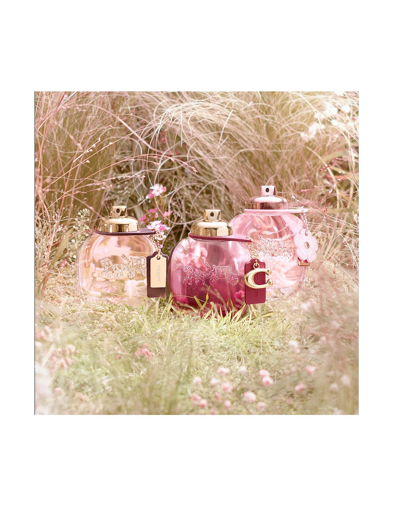 WILD ROSE EDP 50ML