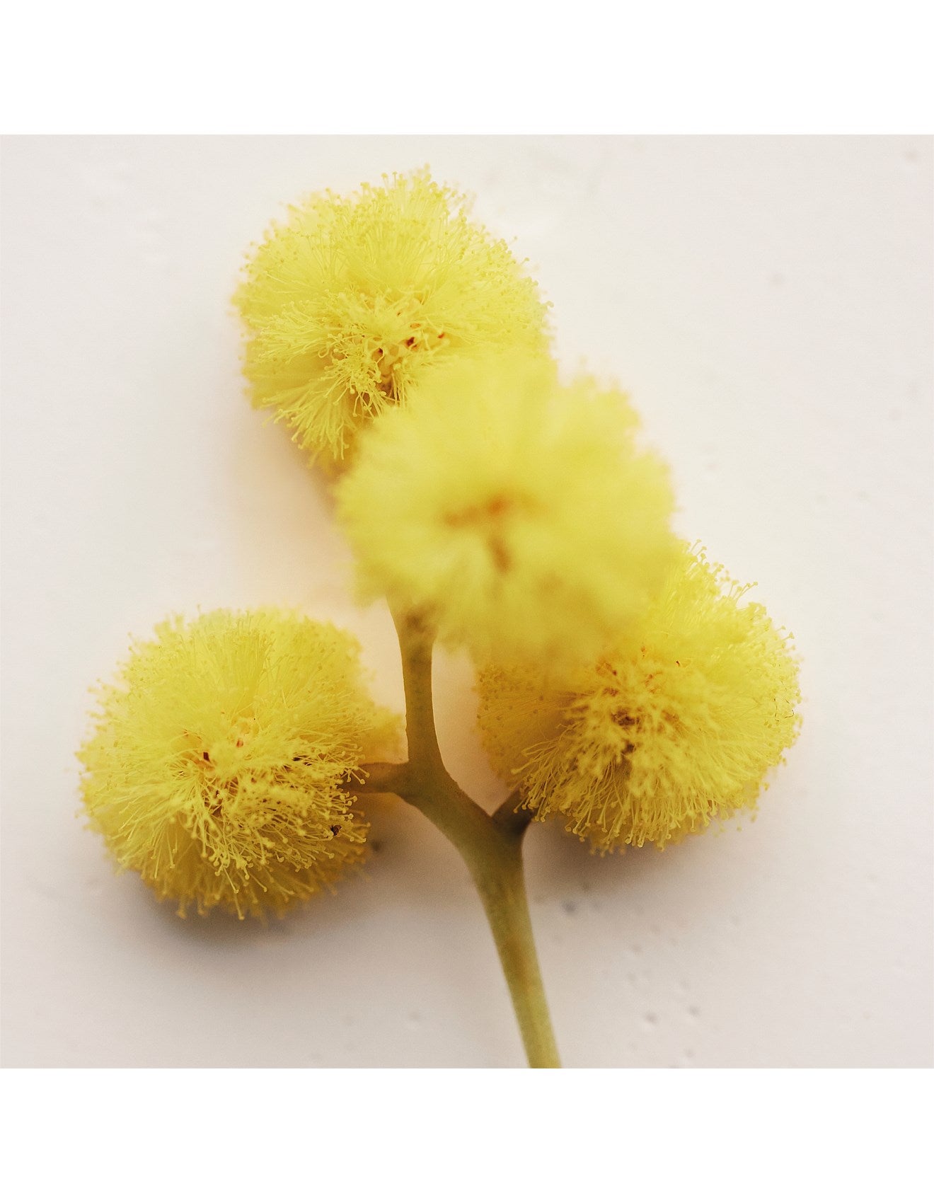 ATELIER DES FLEURS HERBA MIMOSA EAU DE PARFUM 50ML