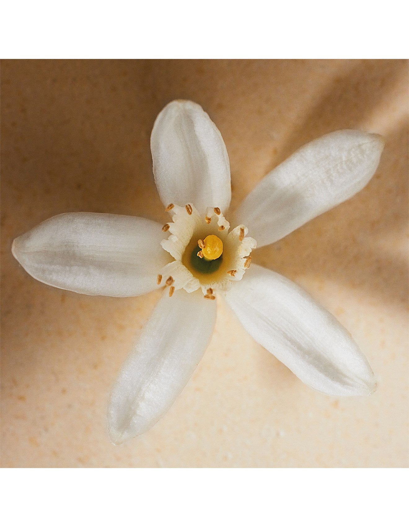 ATELIER DES FLEURS NÉROLI EAU DE PARFUM 50ML