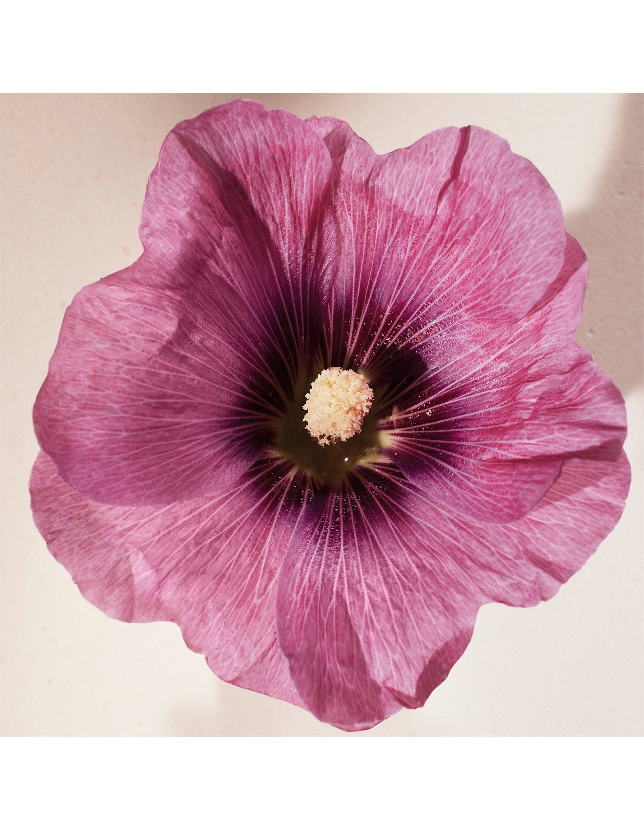ATELIER DES FLEURS HIBISCUS ABELMOSCHUS EAU DE PARFUM 50ML