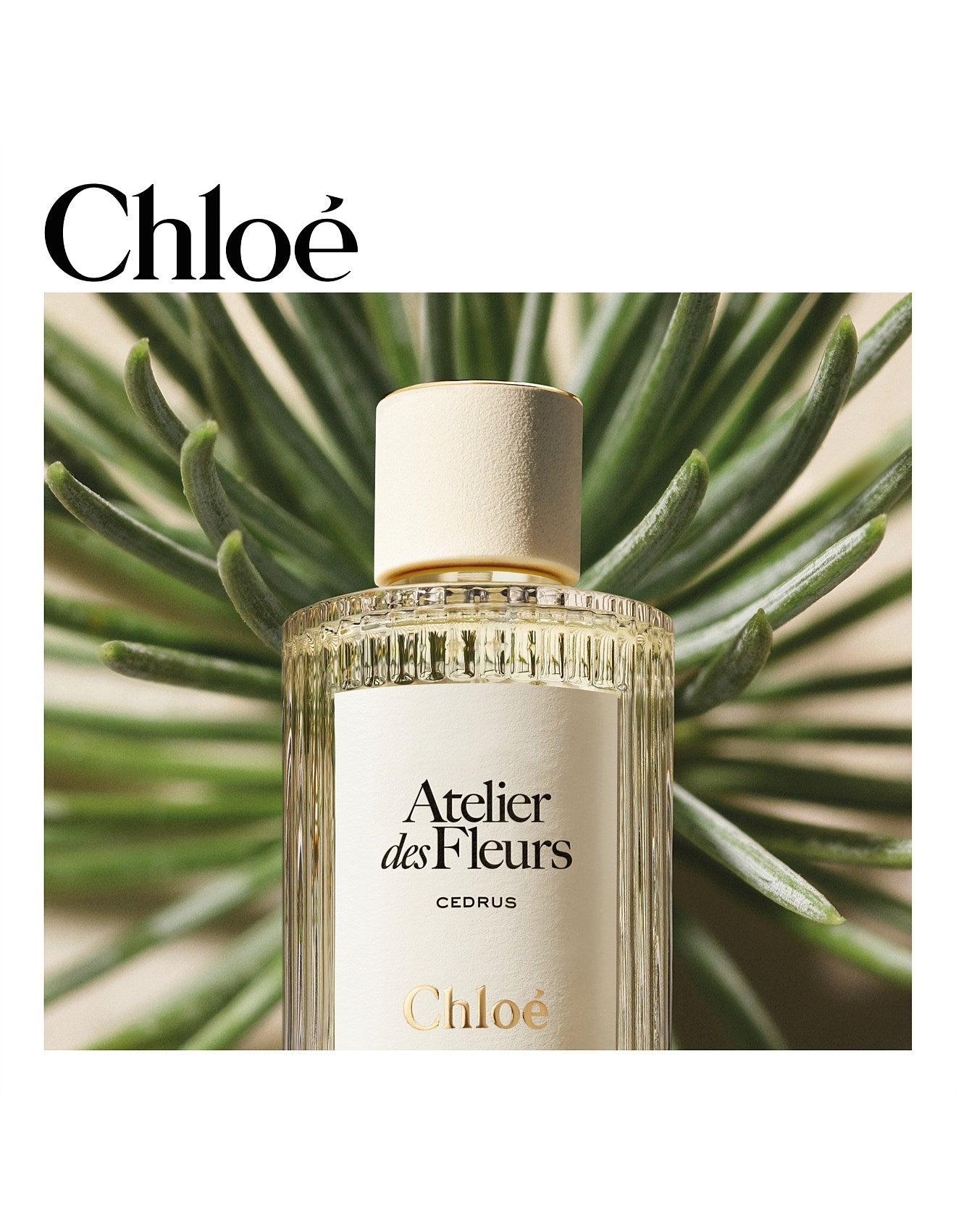 ATELIER DES FLEURS CEDRUS EAU DE PARFUM 50ML