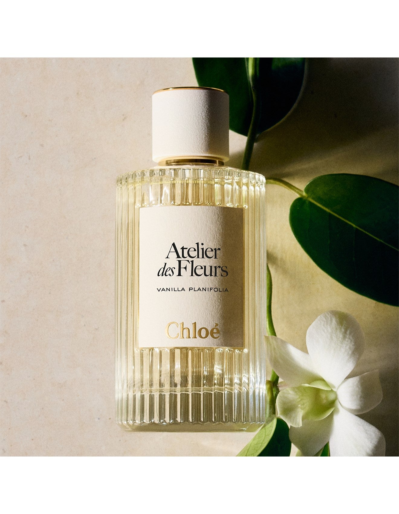 ATELIER DES FLEURS VANILLA PLANIFOLIA EAU DE PARFUM 50ML