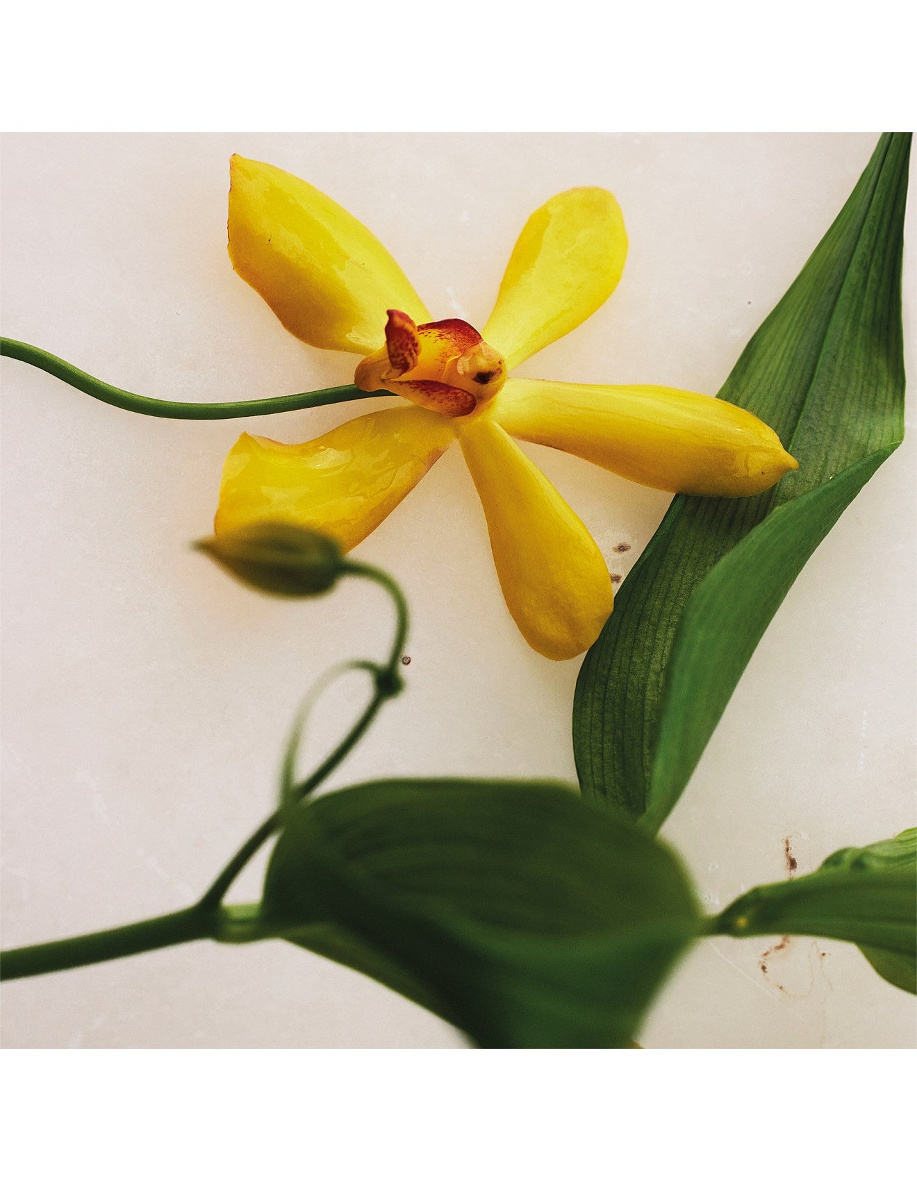 ATELIER DES FLEURS VANILLA PLANIFOLIA EAU DE PARFUM 50ML