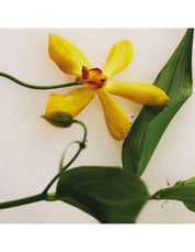 ATELIER DES FLEURS VANILLA PLANIFOLIA EAU DE PARFUM 50ML