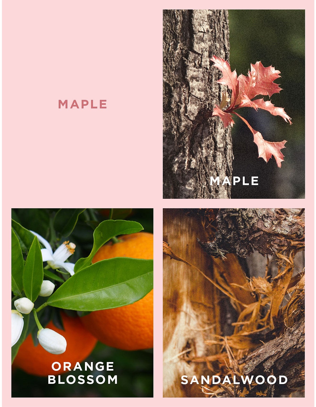 MAPLE & PATCHOULI MINI REED DIFFUSER 50ML