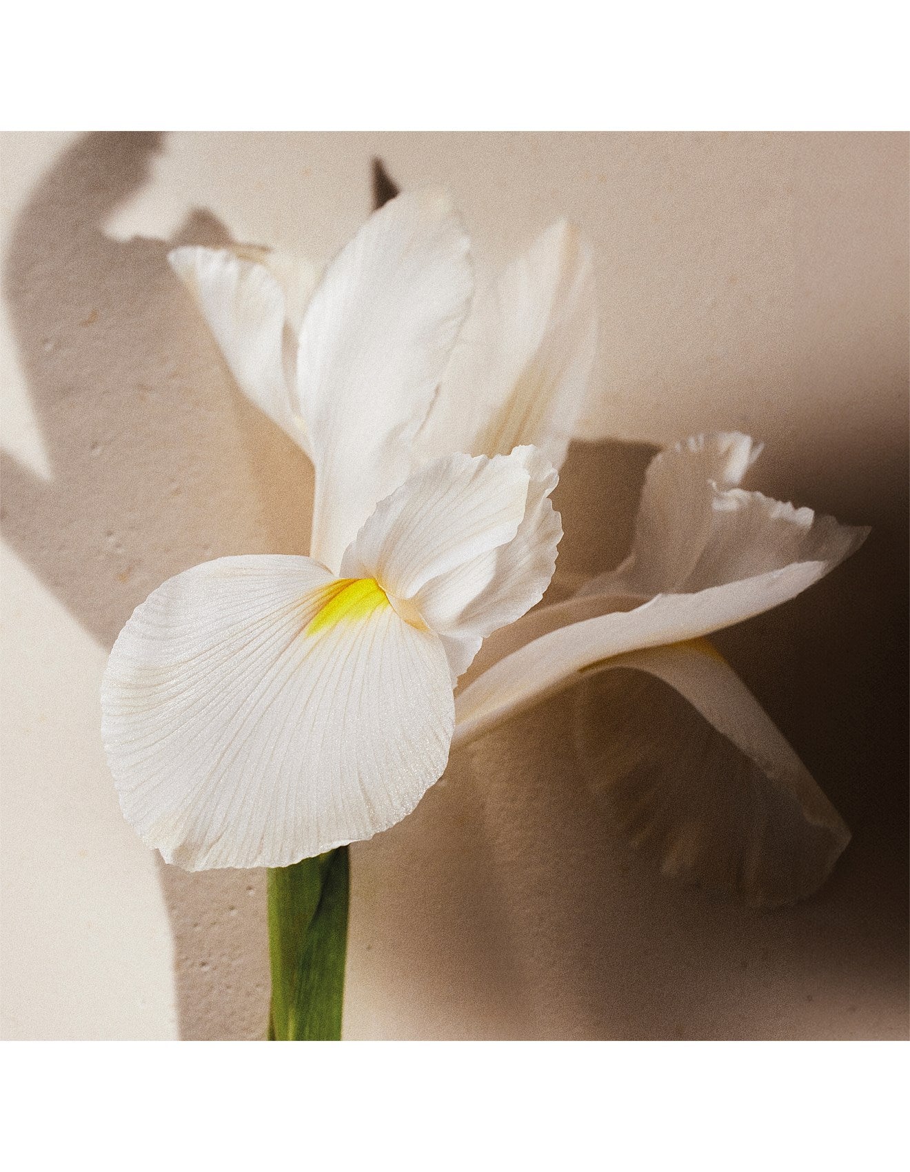 ATELIER DES FLEURS IRIS EAU DE PARFUM 50ML