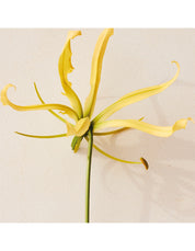 ATELIER DES FLEURS YLANG CANANGA EAU DE PARFUM 50ML