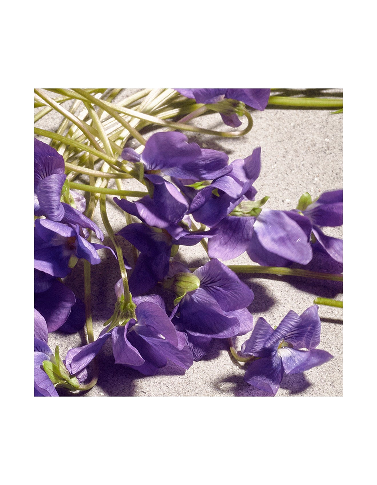 DOLCE VIOLET EDT 50ML