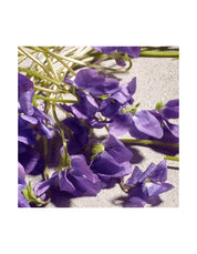 DOLCE VIOLET EDT 50ML