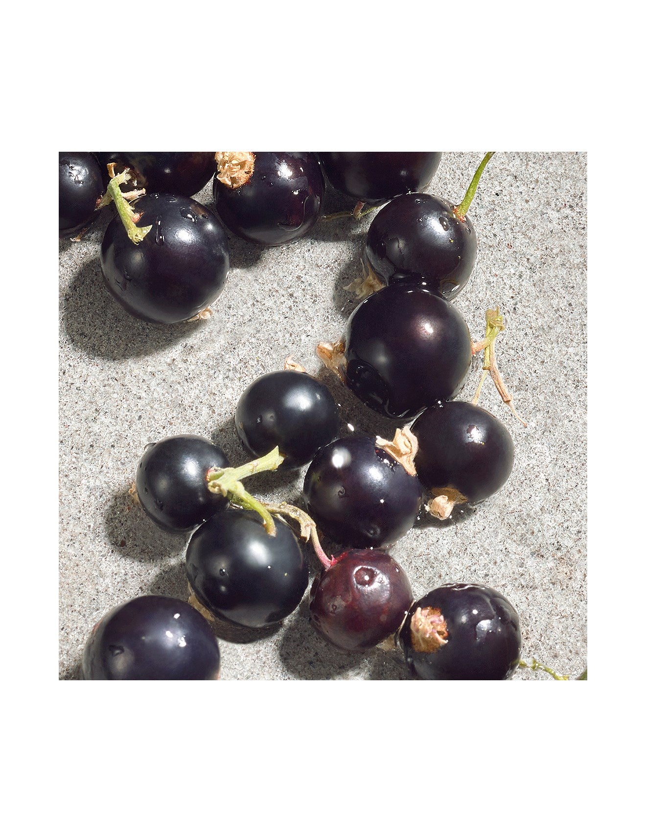 DOLCE VIOLET EDT 50ML