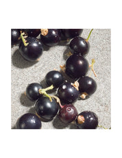 DOLCE VIOLET EDT 50ML