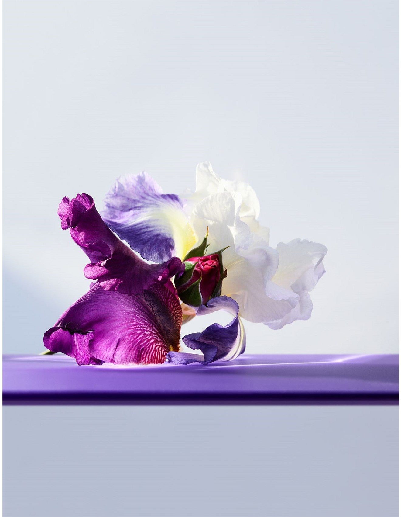 OMNIA AMETHYSTE EDT 50ML