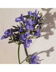 ATELIER DES FLEURS HYSOPE 50ML