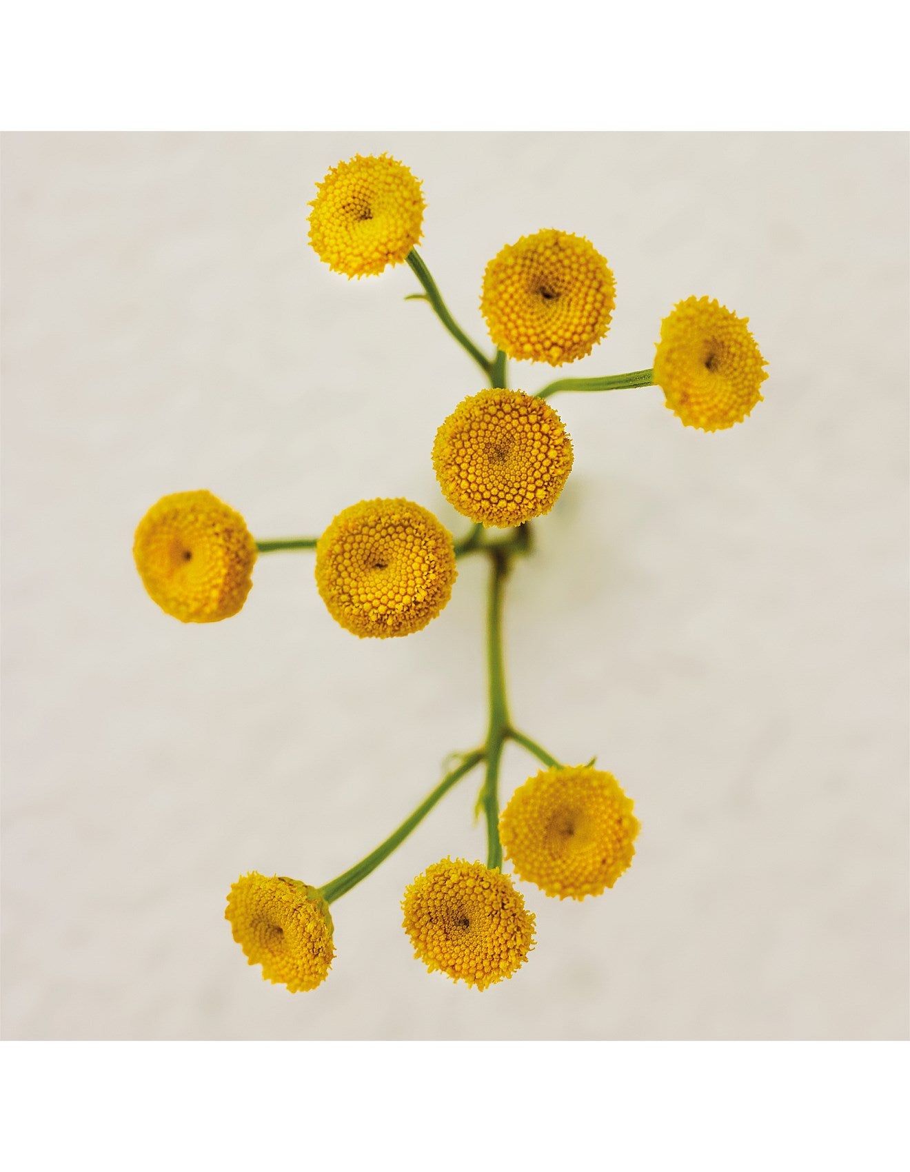 ATELIER DES FLEURS IMMORTELLE 50ML