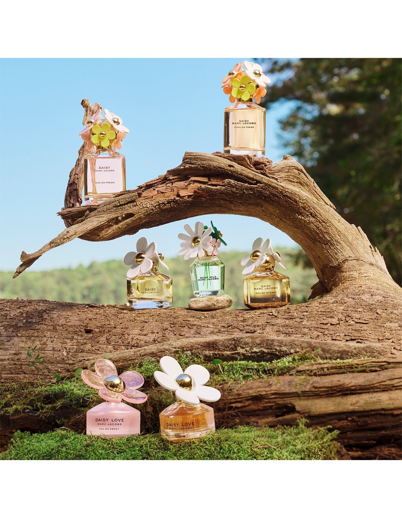 DAISY WILD EAU DE PARFUM 30ML
