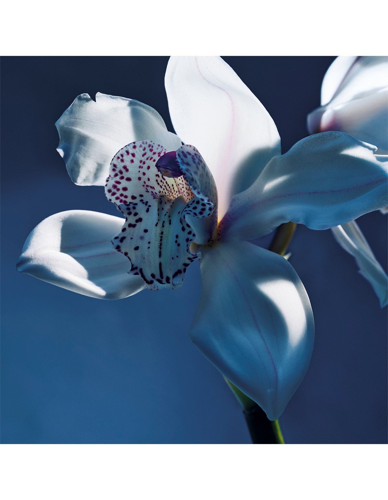 CHLOÉ ATELIER DES FLEURS NUIT D'ORANGER EAU DE PARFUM