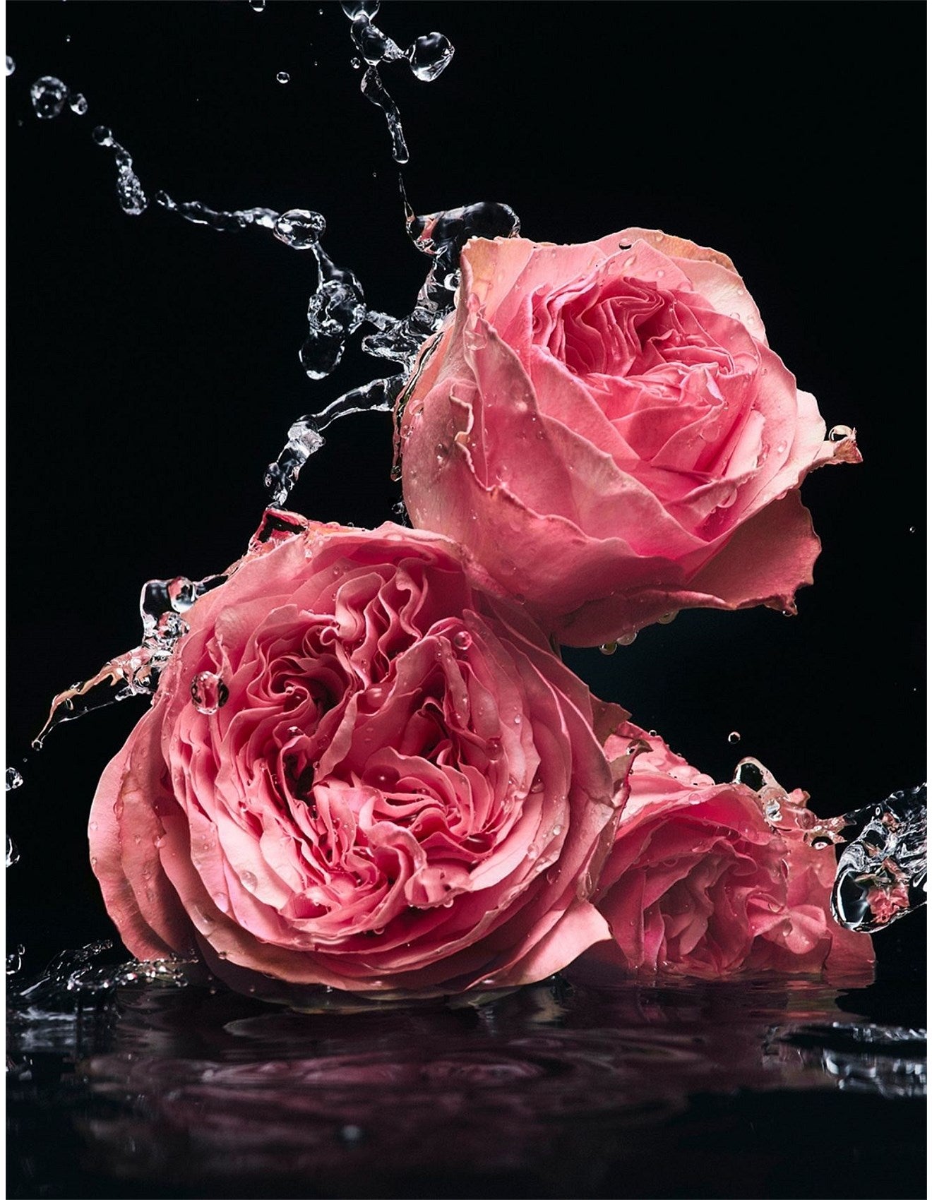 VELVET ROSE EDP 100ML
