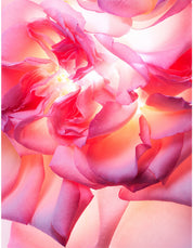 ALLEGRA MAGNIFYING ROSE ESSENCE 40ML