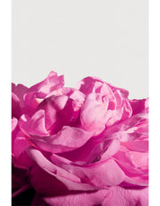 RADICAL ROSE EXTRAIT 50ML